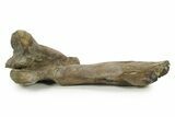 Fossil Hadrosaur (Maiasaura) Partial Femur w/ Stand - Montana #379910-5